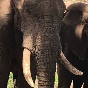 Meet your Posher, Donna